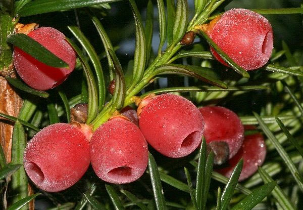 15 loại trái cây của Việt Nam lọt danh sách 28 loại trái cây kỳ lạ nhất thế giới