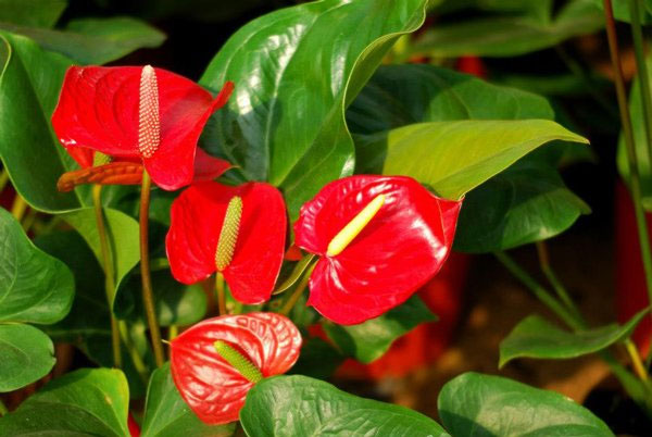 Những loại hoa có độc cần lưu ý khi bày dịp Tết