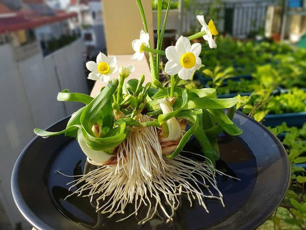 Những loại hoa có độc cần lưu ý khi bày dịp Tết