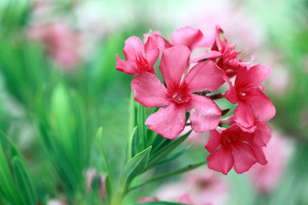 Những loại hoa có độc cần lưu ý khi bày dịp Tết
