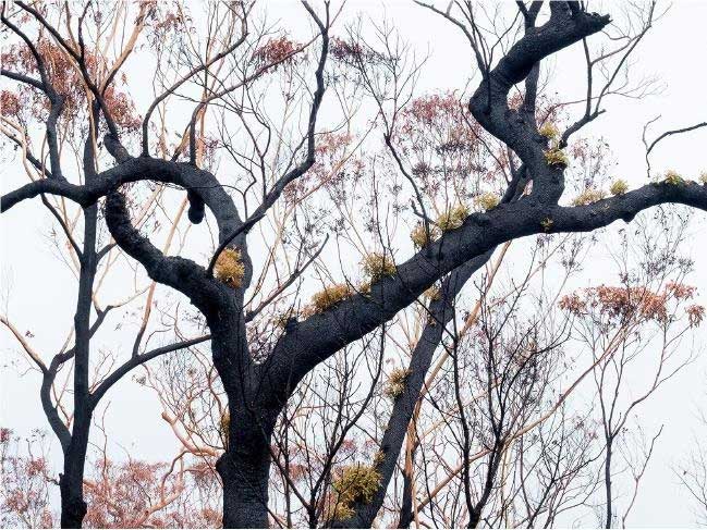 Chồi non mọc trên cây bị thiêu rụi trong cháy rừng ở Australia