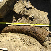 Phát hiện sừng khủng long 33.500 năm tuổi: Phải chăng con người đã sống cùng thời với khủng long?