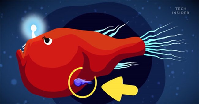 Những loài vật có cách "ân ái" kinh khủng nhất thế giới