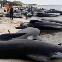Vì sao cá voi “tự sát” hàng loạt?