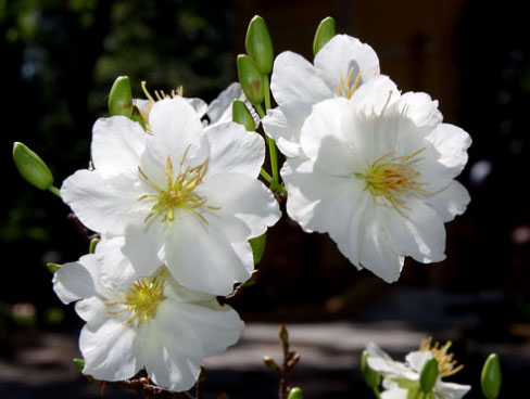 Mai có xuất xứ từ cây hoang dại, có khả năng thích ứng tốt với điều kiện khí hậu nhiệt đới