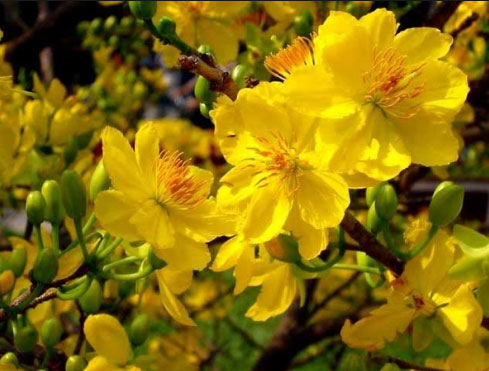 Hoa mai tượng trưng cho phẩm đức nhẫn nại và đức hy sinh cao cả, sự bền bỉ của người Việt Nam.