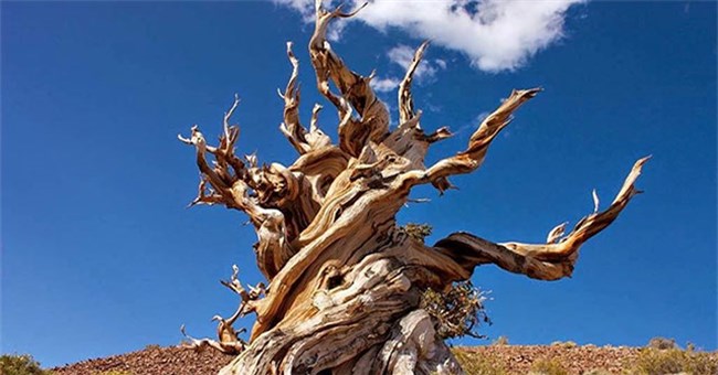 Tại sao có loài cây sống hơn 1.000 năm?