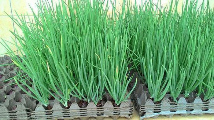 Các cách trồng hành lá siêu đơn giản tại nhà