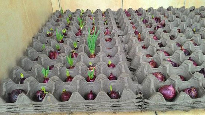 Các cách trồng hành lá siêu đơn giản tại nhà