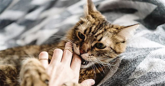 Mèo nhà gặm xác người: Tưởng là chuyện kinh dị nhưng có thật!