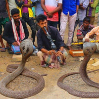 Giải mã bí mật đằng sau màn ảo thuật điều khiển rắn hổ mang bằng kèn của phù thủy rắn Ấn Độ