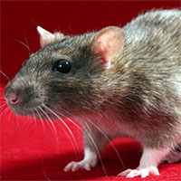Những điều thú vị ít ai biết về loài chuột