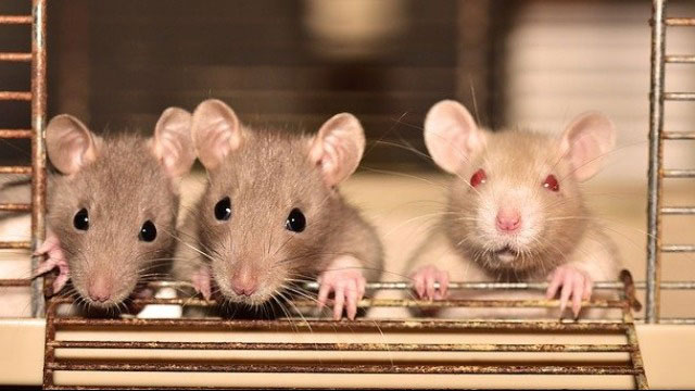 Những điều thú vị ít ai biết về loài chuột