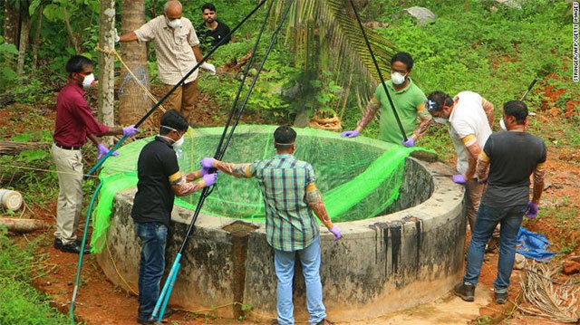 Tại sao dơi là thủ phạm bùng phát của nhiều đại dịch toàn cầu?
