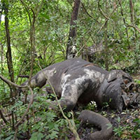 Vì sao chúng ta không bao giờ nhìn thấy xác voi trong rừng?