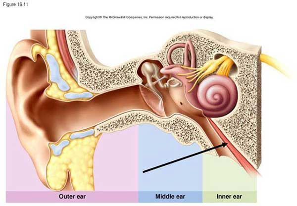 11 bí ẩn của cơ bắp
