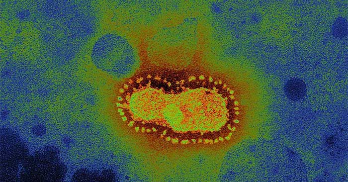 Vì sao virus corona khiến nhiều người hoảng sợ dù có tỷ lệ tử vong thấp?