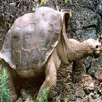 Tìm thấy hậu duệ của rùa khổng lồ "George cô đơn" đã tuyệt chủng