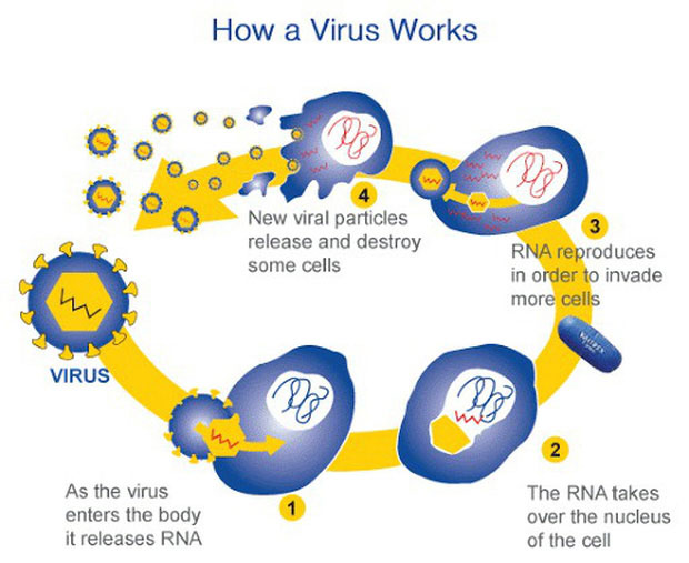Những sự thật ít người biết về virus: Chúng đến từ đâu, lây lan và gây bệnh như thế nào?