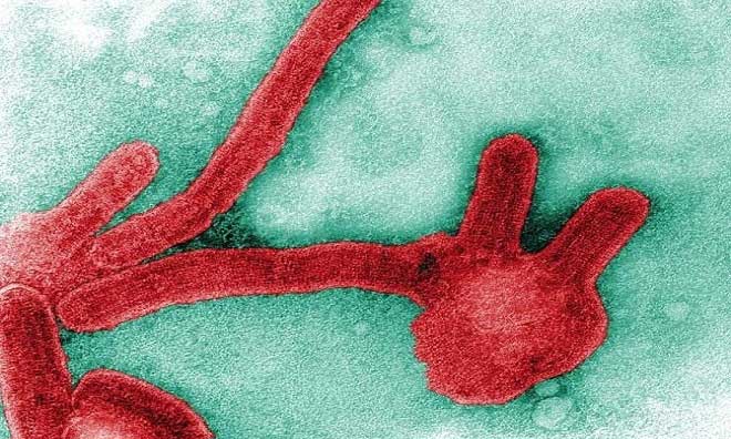 Những loại virus nguy hiểm trên Trái Đất