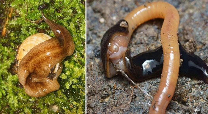 Giun ăn thịt xâm lấn châu Âu