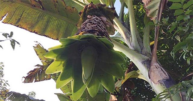 Loài chuối lạ giữa rừng Xuân Sơn vẫn cô đơn 1 mình, đẻ xong tự chết