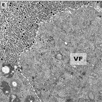 Phát hiện virus "thần nước" mang bộ gene chưa từng được biết đến