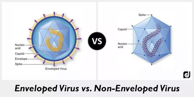 Virus có vỏ bọc như corona (bên trái), virus không có vỏ bọc như bại liệt (bên phải)