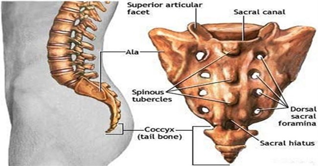 Tại sao con người không có đuôi mà lại có xương đuôi?