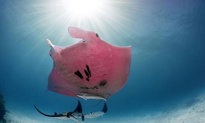 Cá nạng hải màu hồng: Cá nạng hải màu hồng là một trong những loài cá kỳ lạ và độc đáo nhất trên thế giới. Hình ảnh về loài cá này sẽ khiến bạn thích thú với sự tươi đẹp như một món quà nhiệm màu đến từ đại dương sâu thẳm. Hãy thưởng thức hình ảnh này để khám phá thế giới đầy màu sắc của đại dương và trải nghiệm những điều mới mẻ mà loài cá nạng hải màu hồng đã đem đến cho chúng ta.