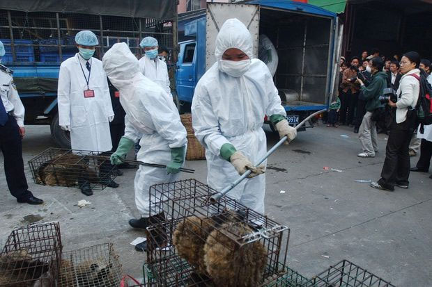Ăn thịt thú hoang dã - thói quen nghìn năm làm hại người Trung Quốc