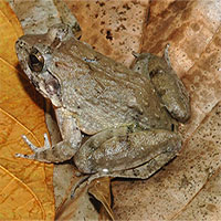 13 loài cóc, ếch kỳ lạ: Việt Nam có 2 đại diện