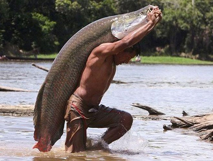 Cá Arapaima