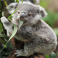 Vì sao coi gấu Koala là con vật vô cùng lười biếng?