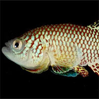 "Đình dục" ở cá Killi có thể là chìa khóa ngăn lão hóa người