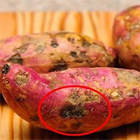 Tại sao có những củ khoai lang bị hà hay bị cứng?