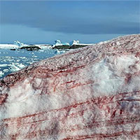 Nam Cực bất ngờ xuất hiện "tuyết dưa hấu"