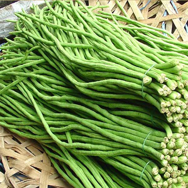 Cách trồng cây đậu đũa an toàn cho hộ gia đình