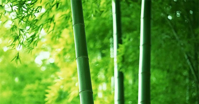 Tại sao có một số cây lại rỗng thân?