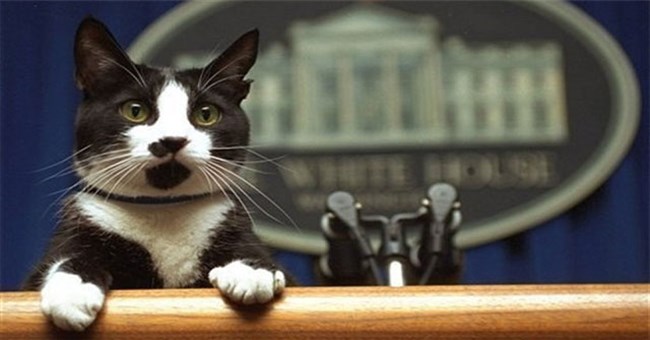 Vì sao mèo nhà có bàn chân màu trắng?