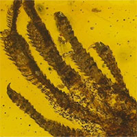 Tìm thấy chân thằn lằn tí hon trong hổ phách 20 triệu năm tuổi