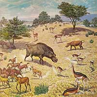 Lợn khổng lồ cổ đại: Kẻ khủng bố của Bắc Mỹ thời tiền sử