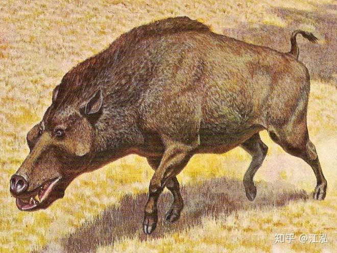 Lợn khổng lồ cổ đại: Kẻ khủng bố của Bắc Mỹ thời tiền sử