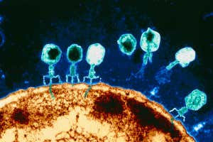 Khoa học phát hiện ra những con virus khổng lồ với khả năng 