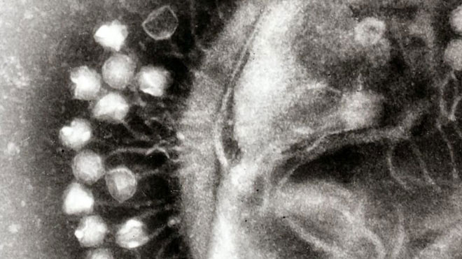Khoa học phát hiện ra những con virus khổng lồ với khả năng 