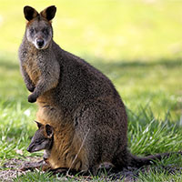 Vì sao chuột túi Wallaby mang thai suốt cả tuổi trẻ?