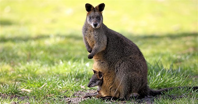 Vì sao chuột túi Wallaby mang thai suốt cả tuổi trẻ?