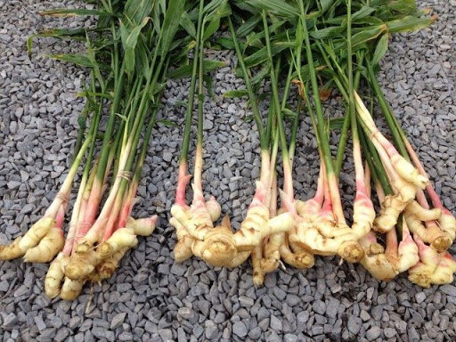 Kỹ thuật trồng gừng