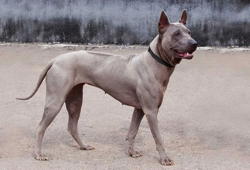 10 giống chó quý hiếm nhưng ít người biết đến