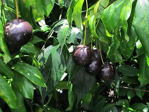 Những loại quả tuyệt đối không ăn nếu lạc vào rừng